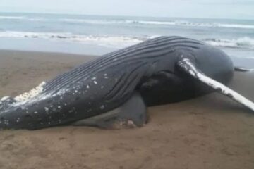 Encuentran una ballena muerta en la costa de Reta