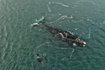 Inesperados visitantes: Una ballena y un lobo marino se mostraron en las aguas de Claromecó