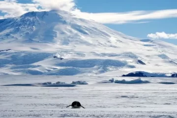 Milei volará a la Antártida para iniciar un programa de control de contaminación