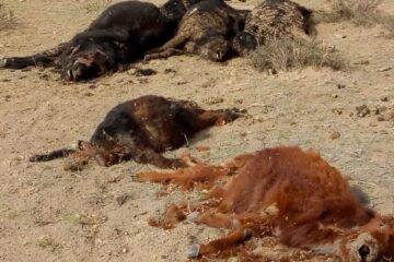La Pampa: En una zona ganadera continúa la sequía y ya hay más de 5000 animales muertos
