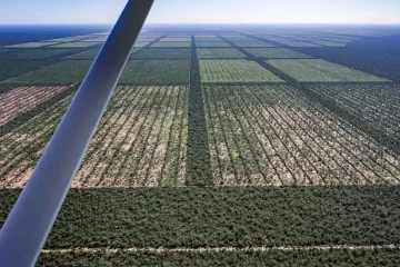 La Legislatura de Chaco habilitó el desmonte de más de un millón de hectáreas de bosque nativo