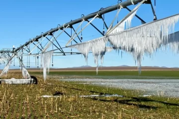 Escenario agropecuario: Trigo en el sudoeste bonaerense: cuando el frío no es una sensación
