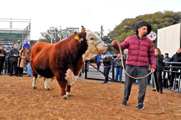 Desde Saldungaray, llegó el primer toro a La Rural: se llama “Místico” en homenaje a la Selección