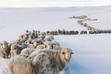 Patagonia: angustiados por la nieve, a la espera de ayuda estatal, los productores juntan dinero por su cuenta